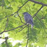 Nimba Flycatcher (image by János Oláh)