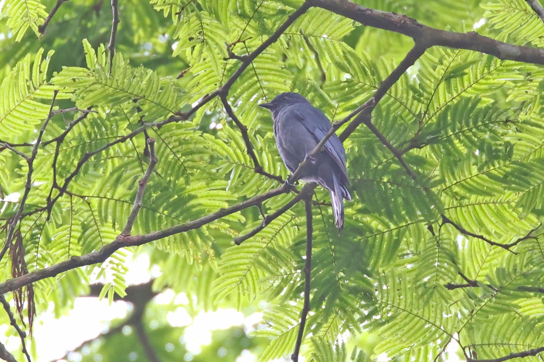 Nimba Flycatcher (image by János Oláh)