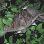 Nkulengu Rails (image by János Oláh)