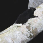 Pel's Anomalure (image by János Oláh)
