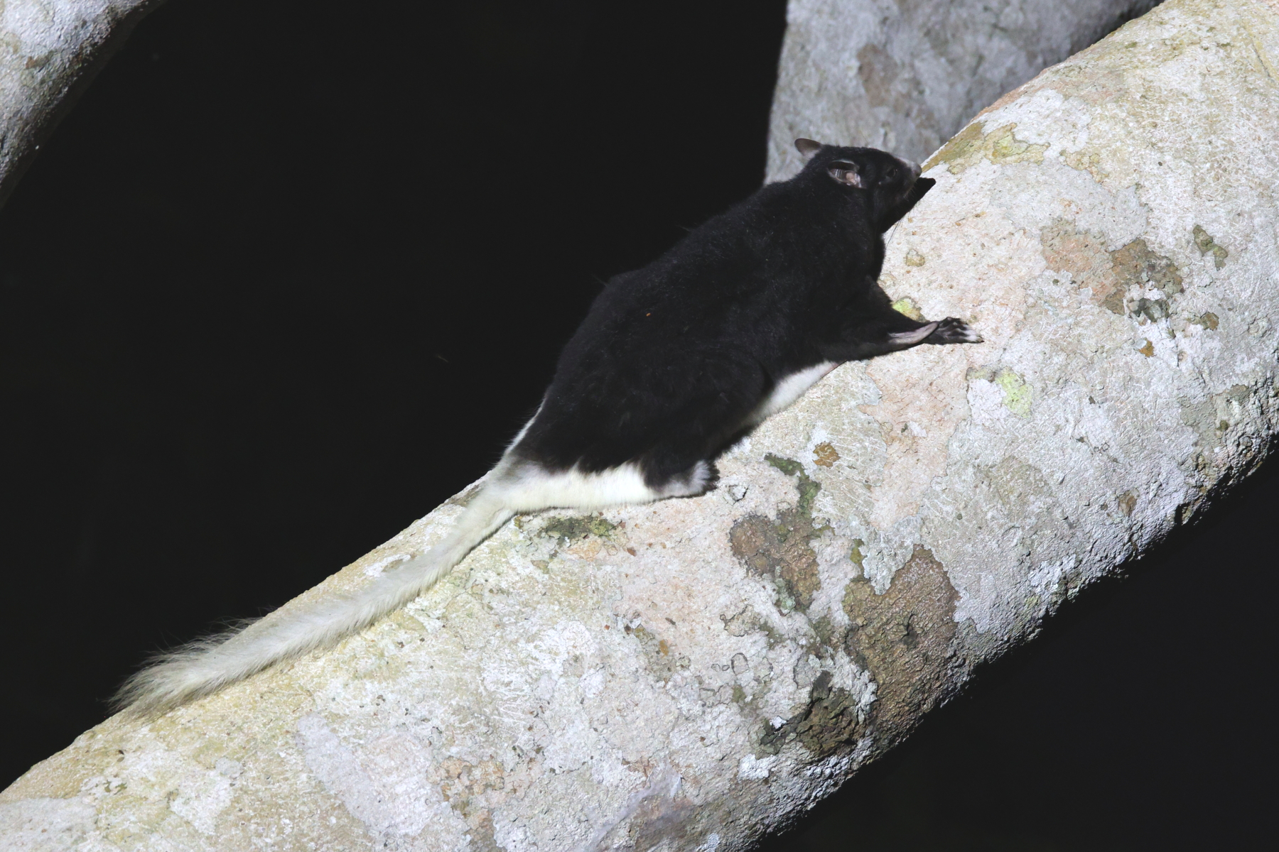 Pel's Anomalure (image by János Oláh)