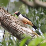 Red-billed Helmetshrike (image by János Oláh)