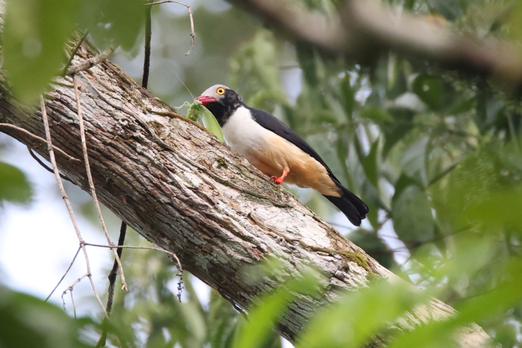 Red-billed Helmetshrike (image by János Oláh)
