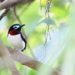 Red-cheeked Wattle-eye (image by János Oláh)