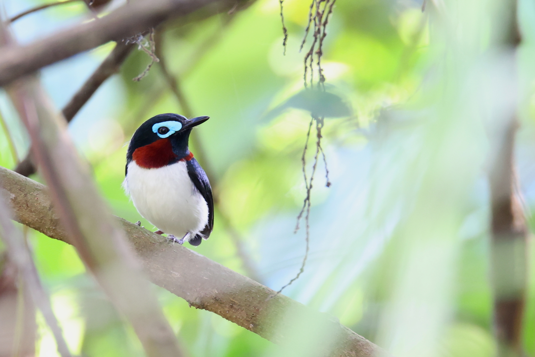 Red-cheeked Wattle-eye (image by János Oláh)