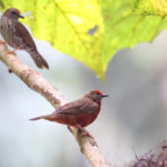 Red-fronted Antpeckers (image by János Oláh)