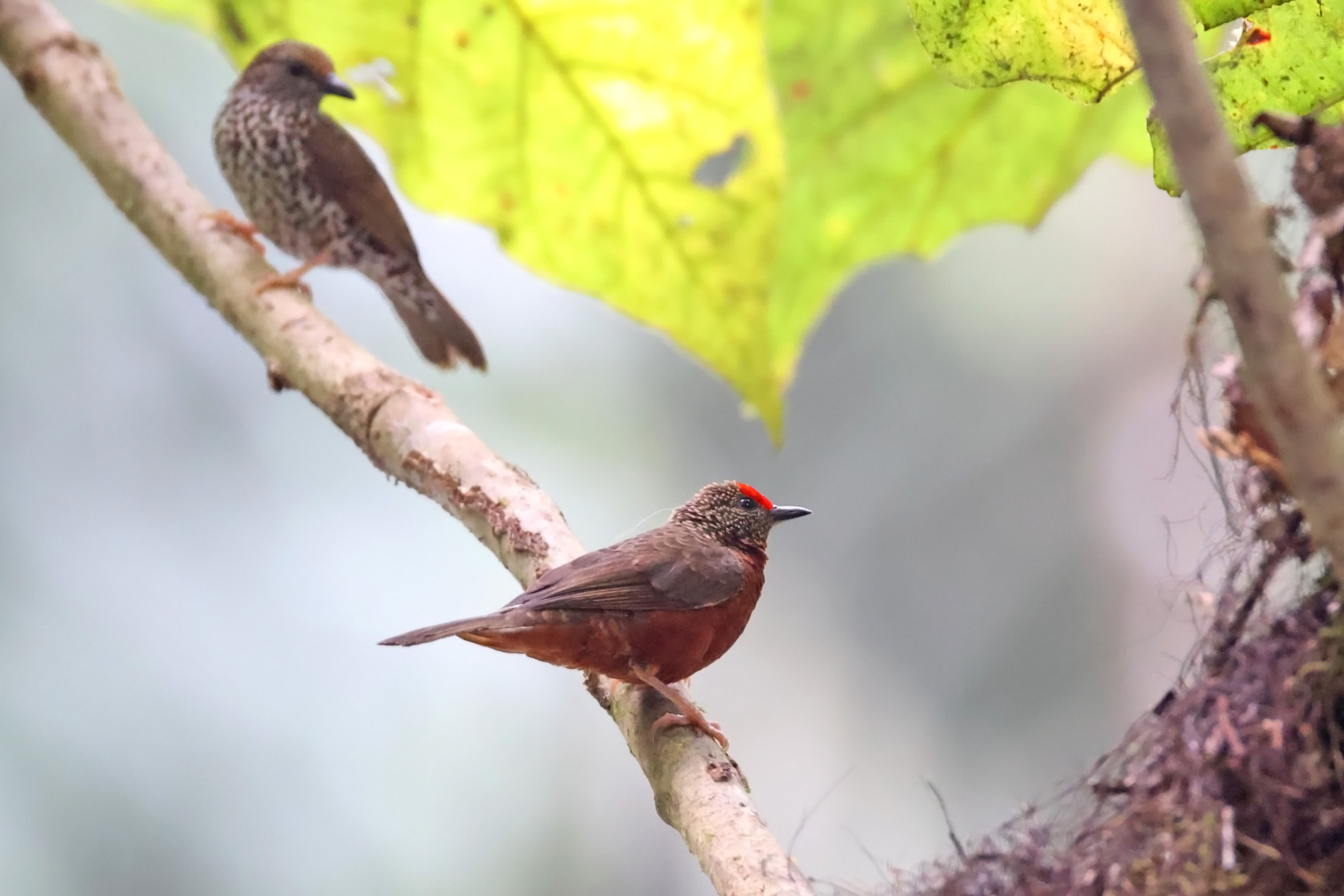 Red-fronted Antpeckers (image by János Oláh)