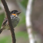 Rufous-sided Broadbill (image by János Oláh)