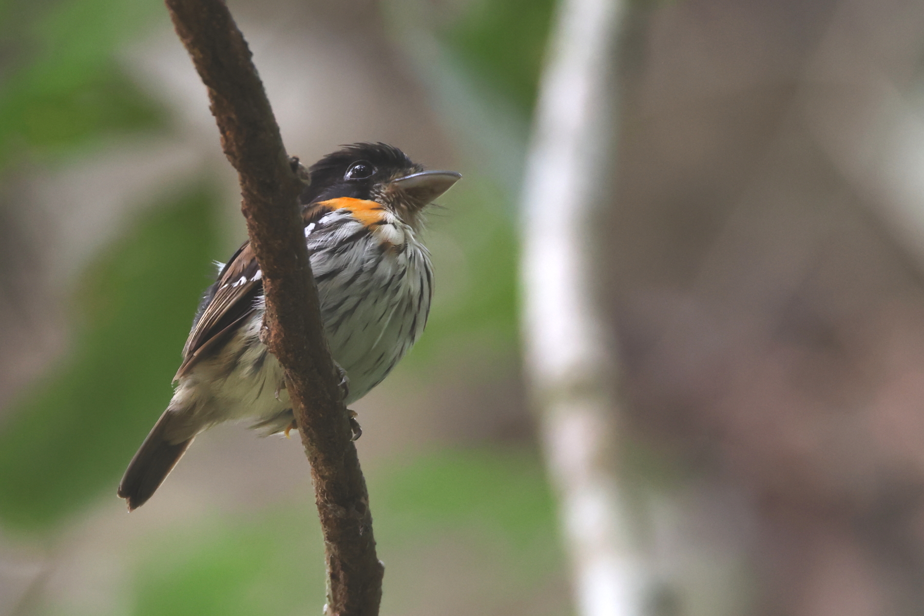 Rufous-sided Broadbill (image by János Oláh)