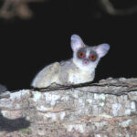 Senegal Galago (image by János Oláh)