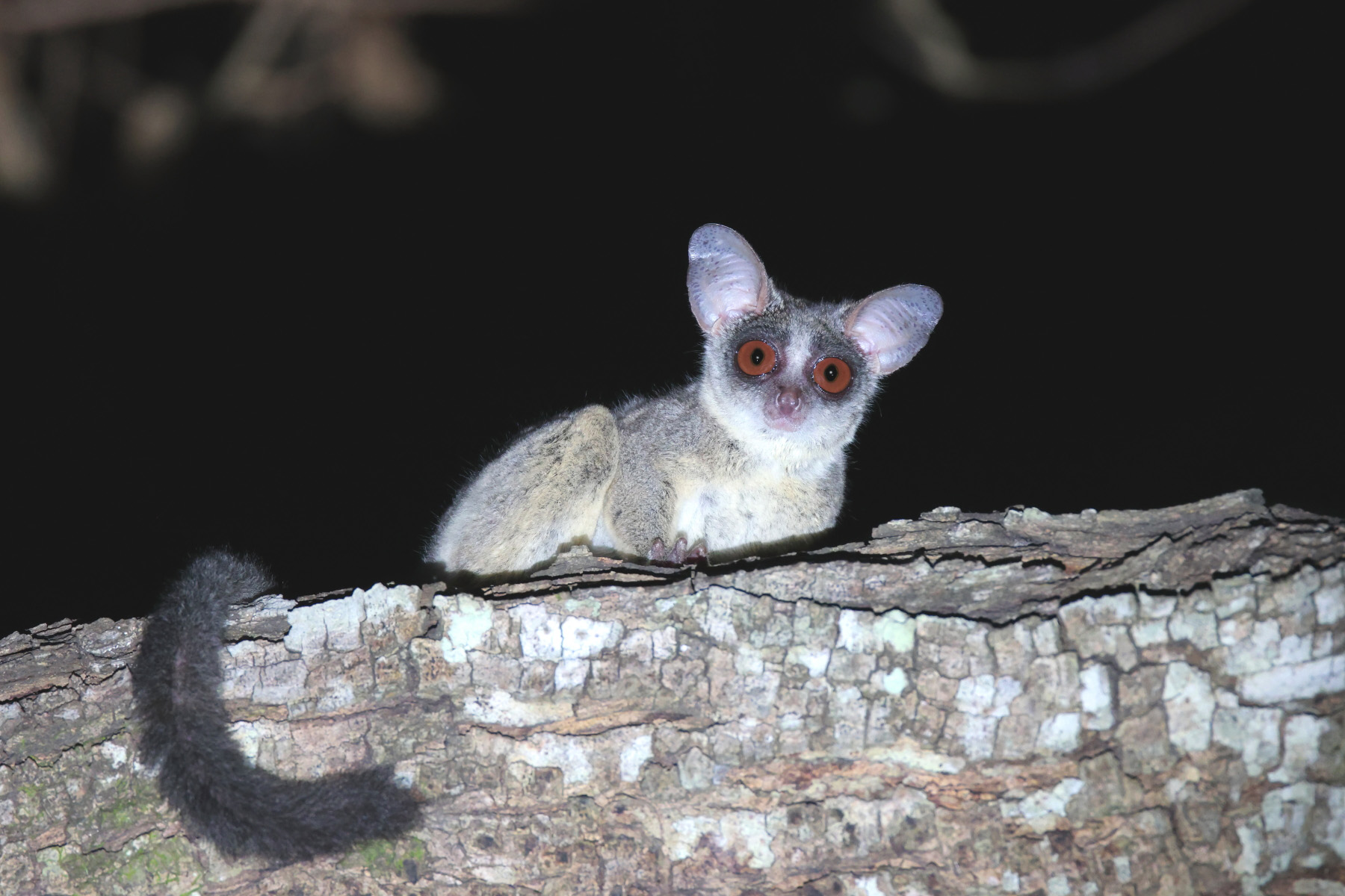 Senegal Galago (image by János Oláh)