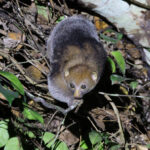 West African Potto (image by János Oláh)
