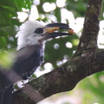White-crested Hornbill (image by János Oláh)