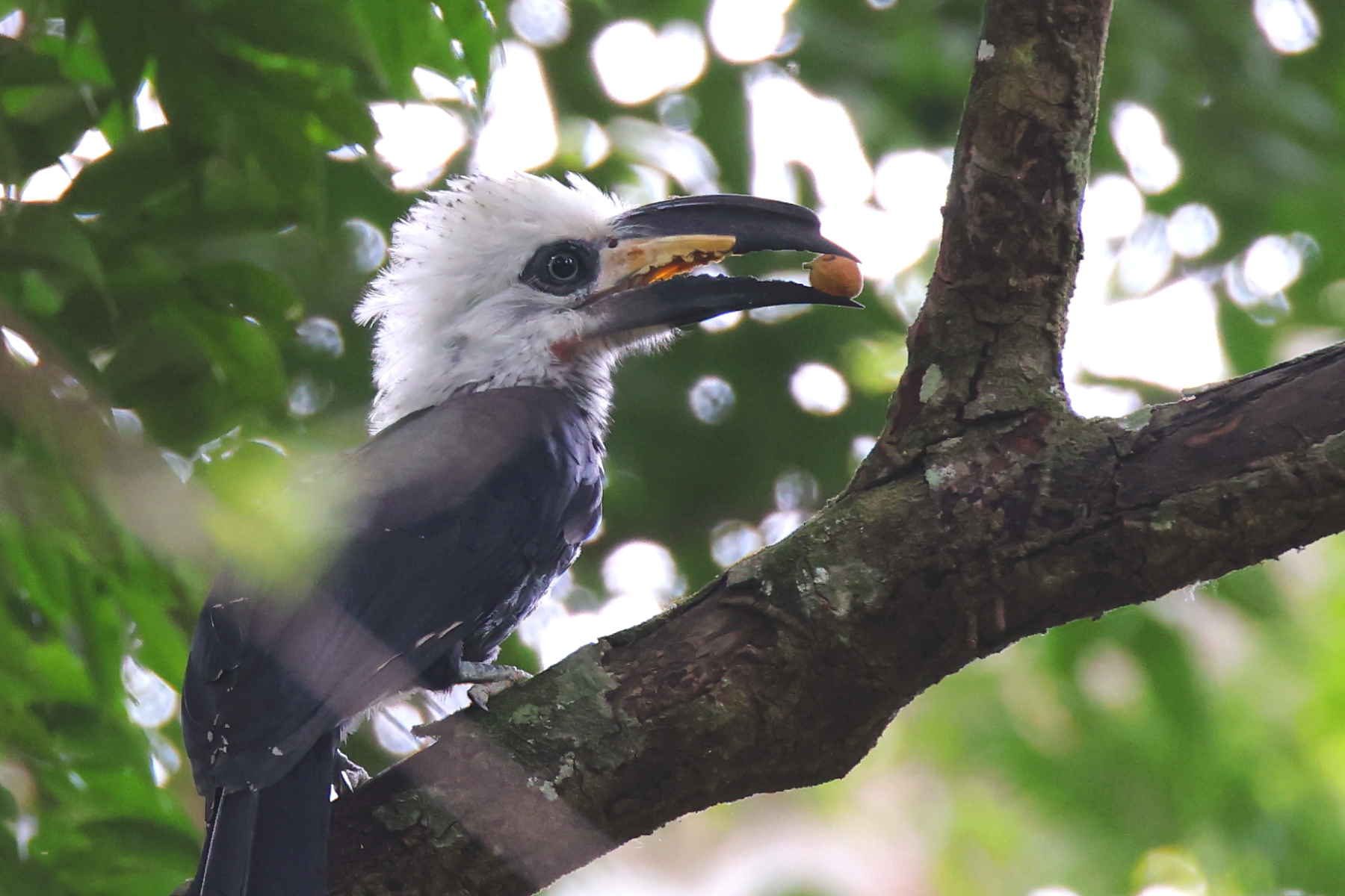 White-crested Hornbill (image by János Oláh)