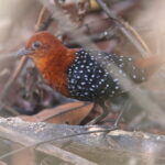 White-spotted Flufftail (image by János Oláh)