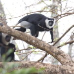 White-thighed Colobus (image by János Oláh)
