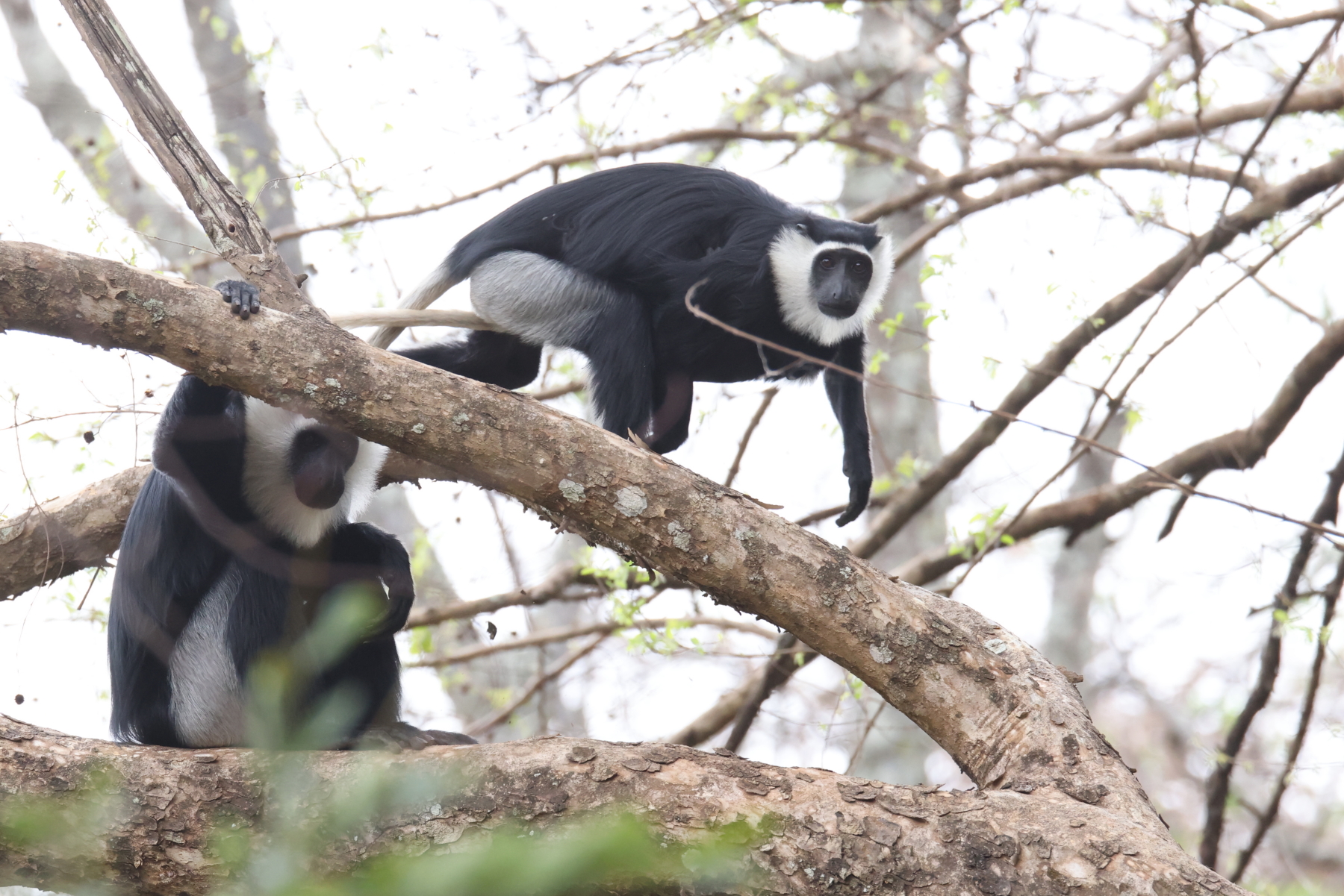 White-thighed Colobus (image by János Oláh)