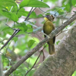 Yellow-bearded Greenbul (image by János Oláh)