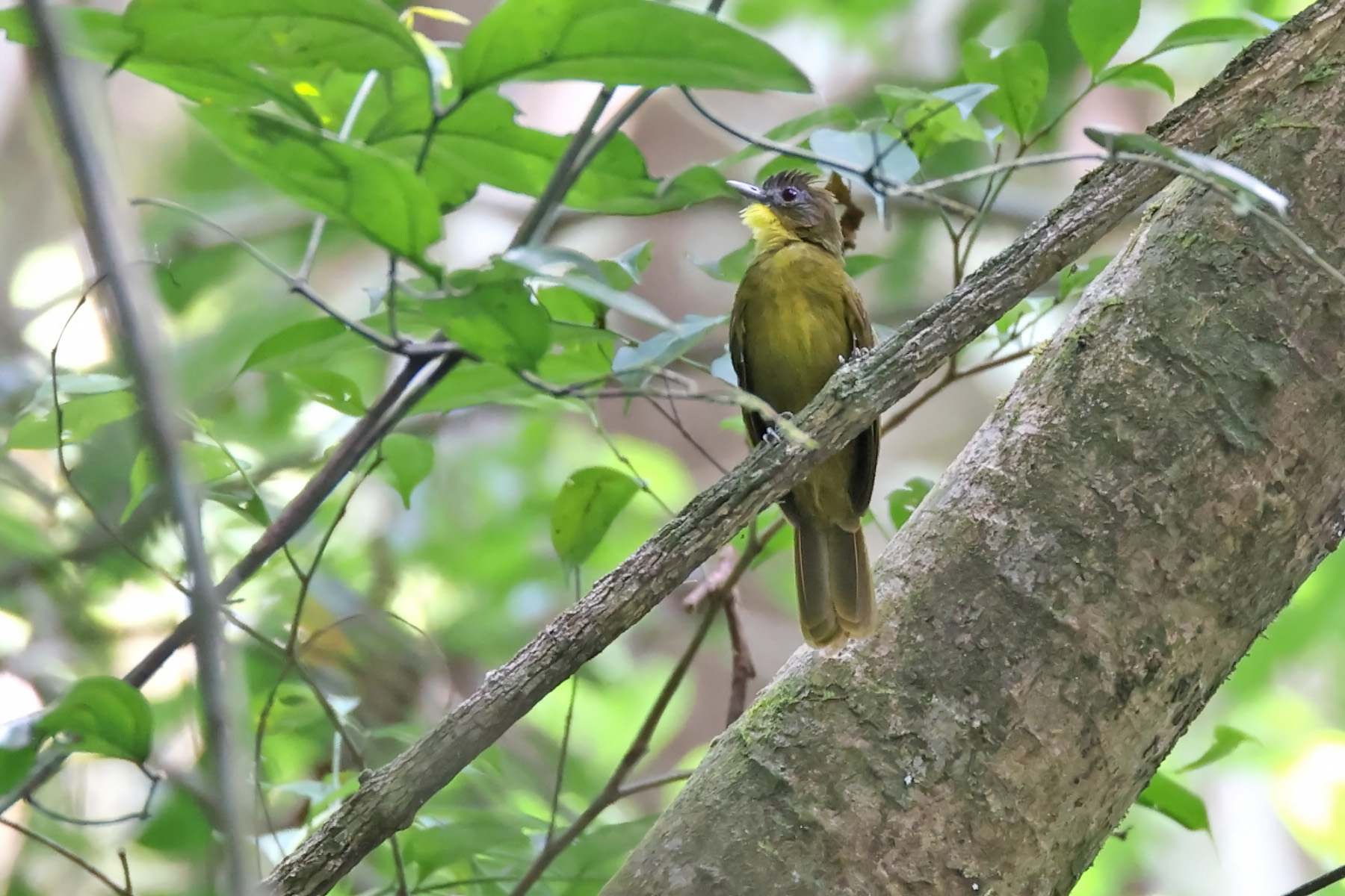 Yellow-bearded Greenbul (image by János Oláh)