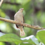 Yellow-footed Honeyguide (image by János Oláh)