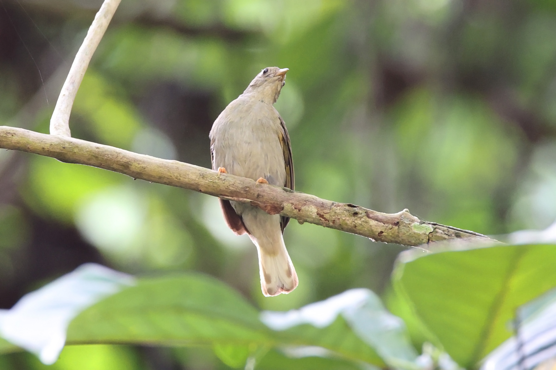 Yellow-footed Honeyguide (image by János Oláh)
