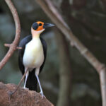 Yellow-headed Picathartes (image by János Oláh)
