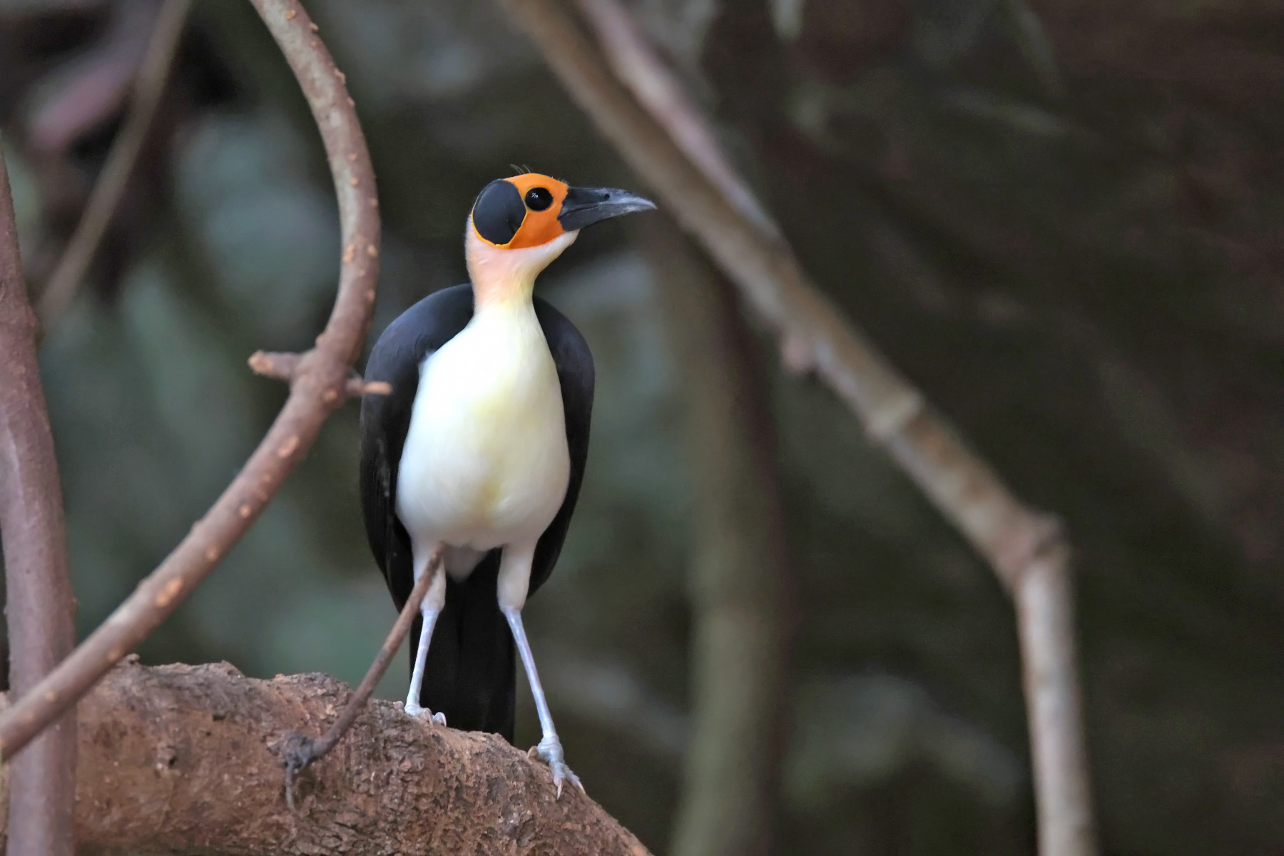 Yellow-headed Picathartes (image by János Oláh)