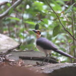 Yellow-headed Picathartes (image by János Oláh)
