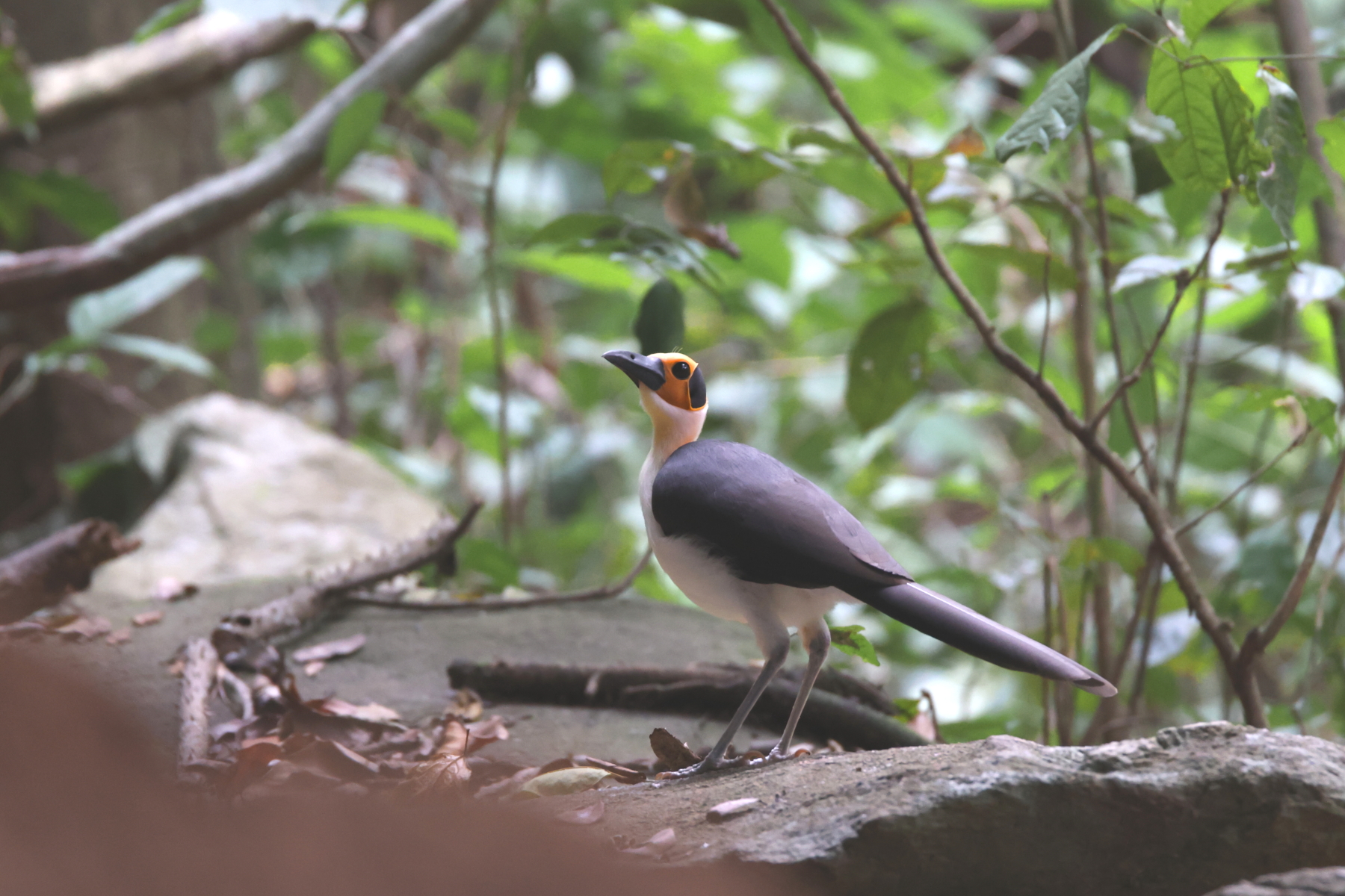 Yellow-headed Picathartes (image by János Oláh)