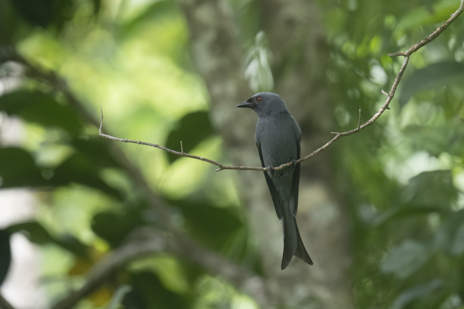 Ashy Drongo (image by Mark Beaman)