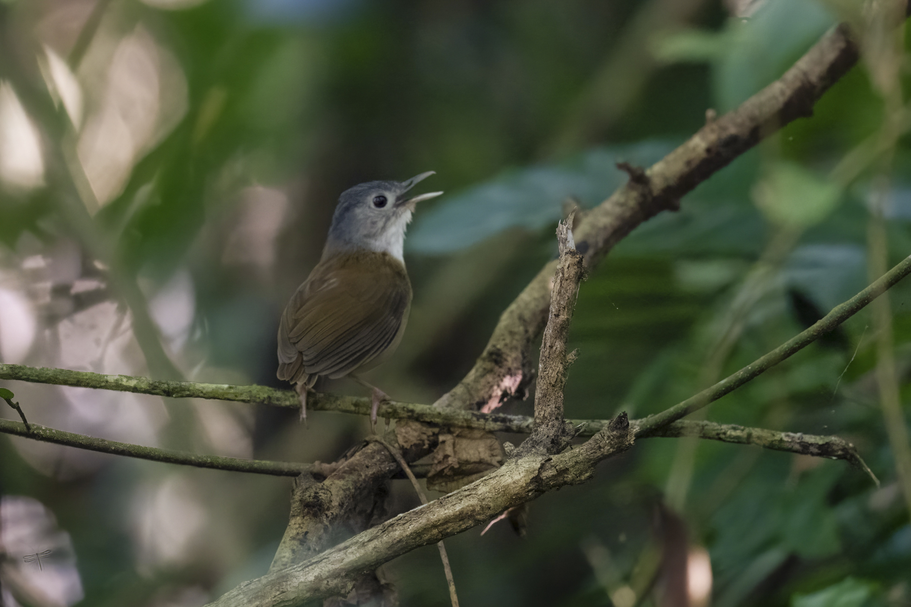 Ashy-headed Babbler (image by Mark Beaman)
