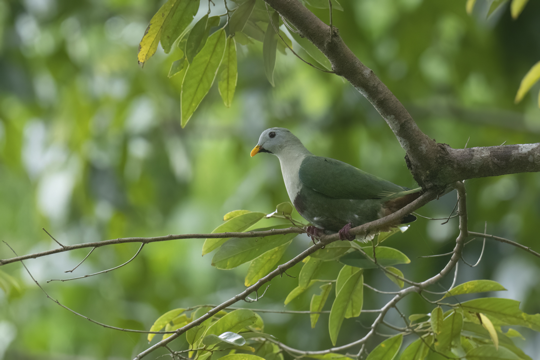 Black-chinned Fruit Dove (image by Mark Beaman)