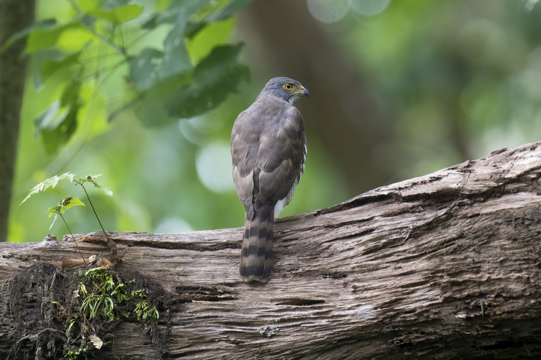 Crested Goshawk (image by Mark Beaman)