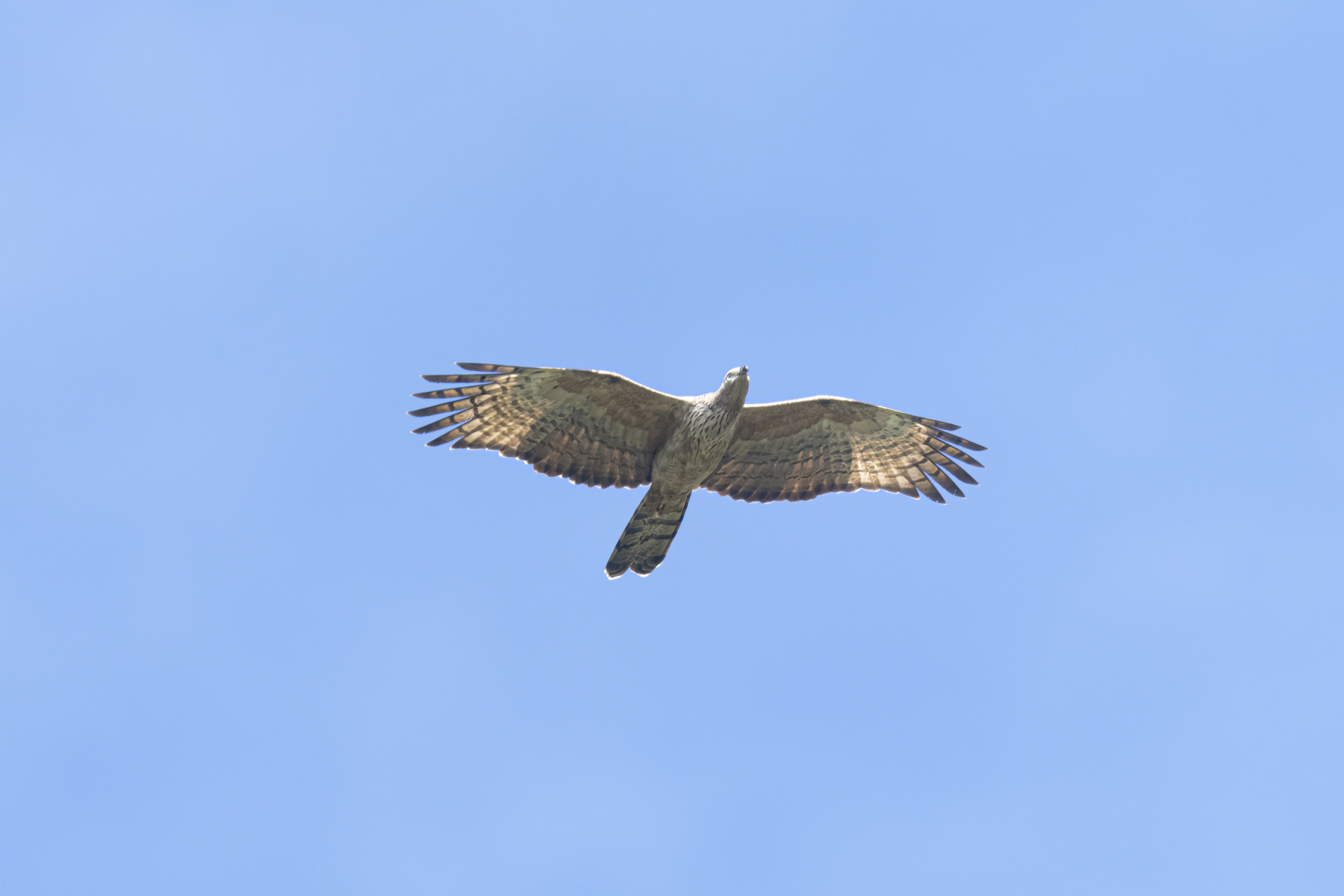 Crested Honey Buzzard (image by Mark Beaman)