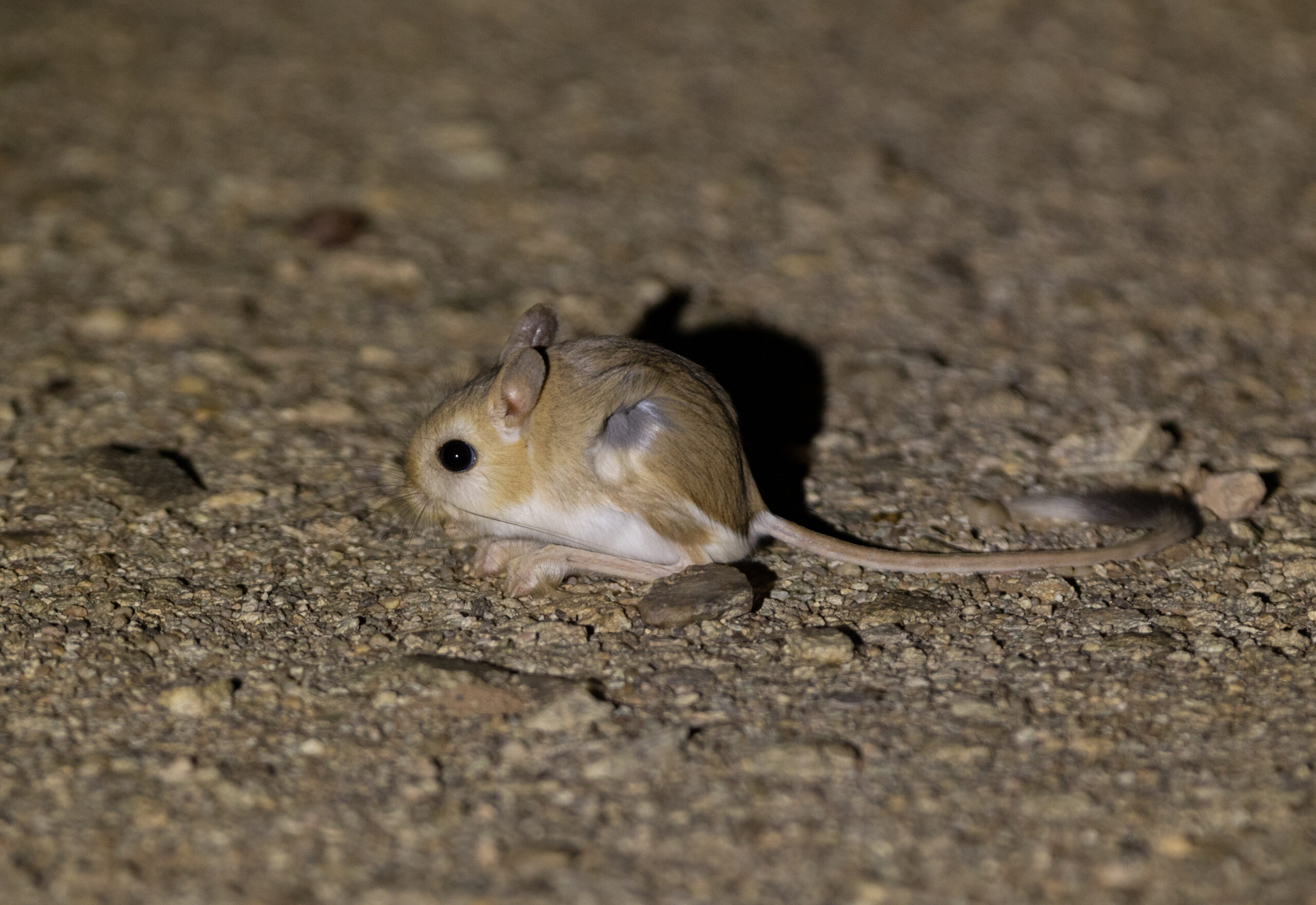 Egyptian Lesser Gerboa (image by Simon Mitchell)