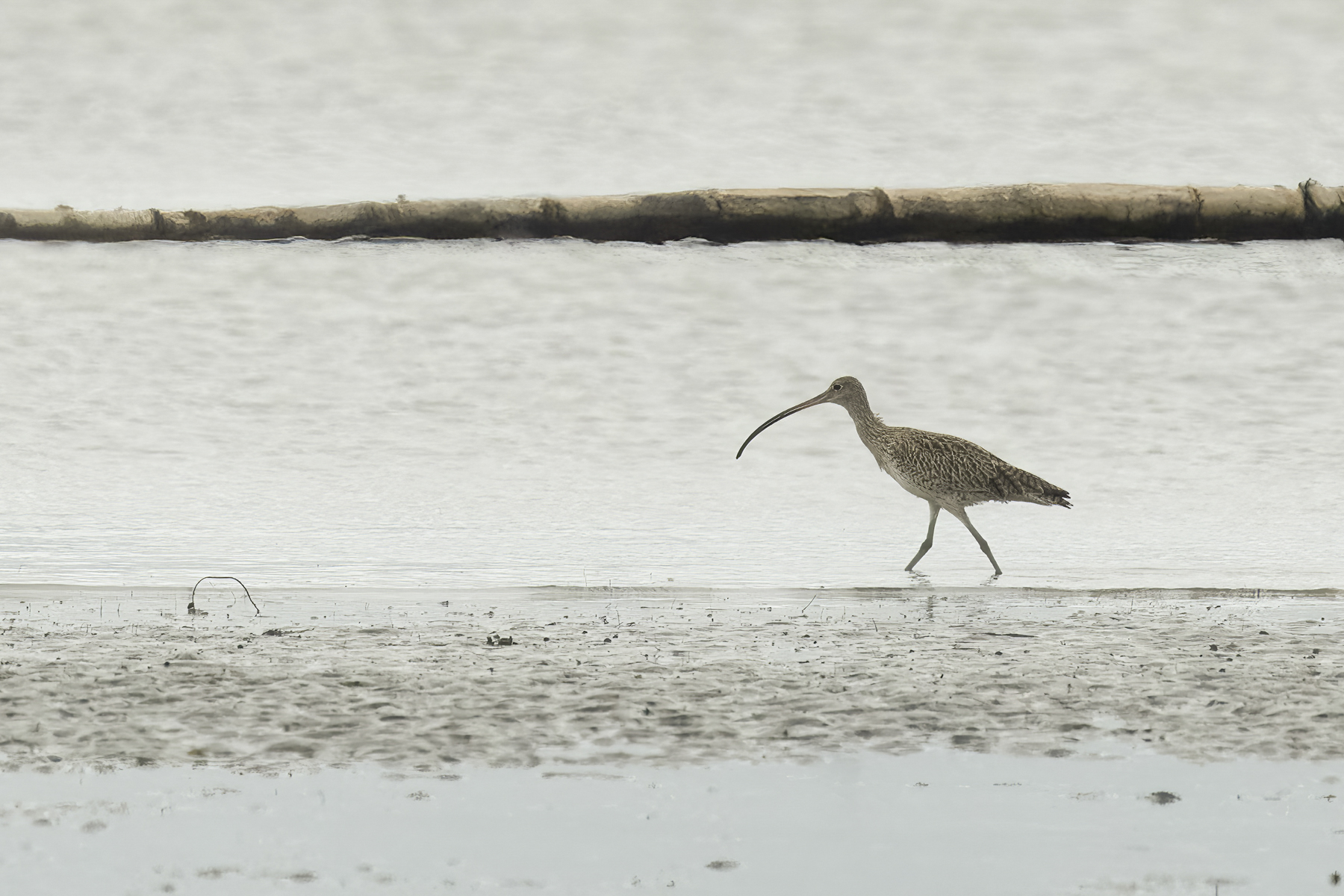 Far Eastern Curlew (image by Mark Beaman)
