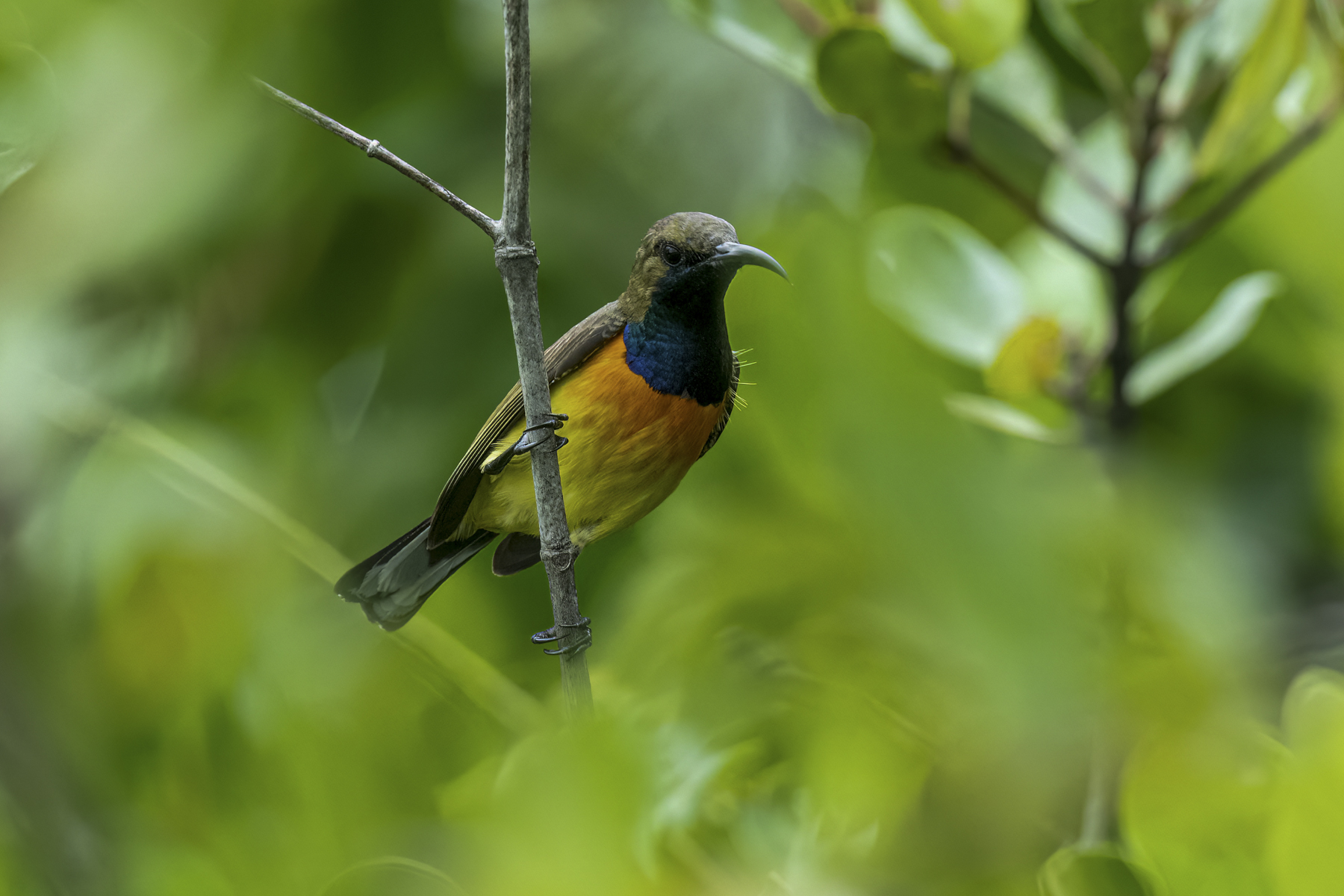 Garden Sunbird of the form aurora (image by Mark Beaman)