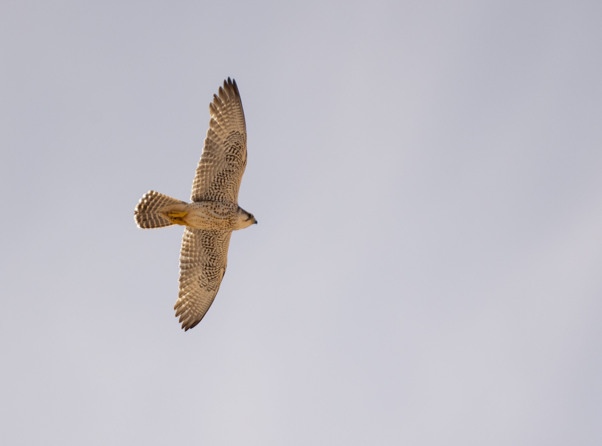 Lanner Falcon (image by Simon Mitchell)