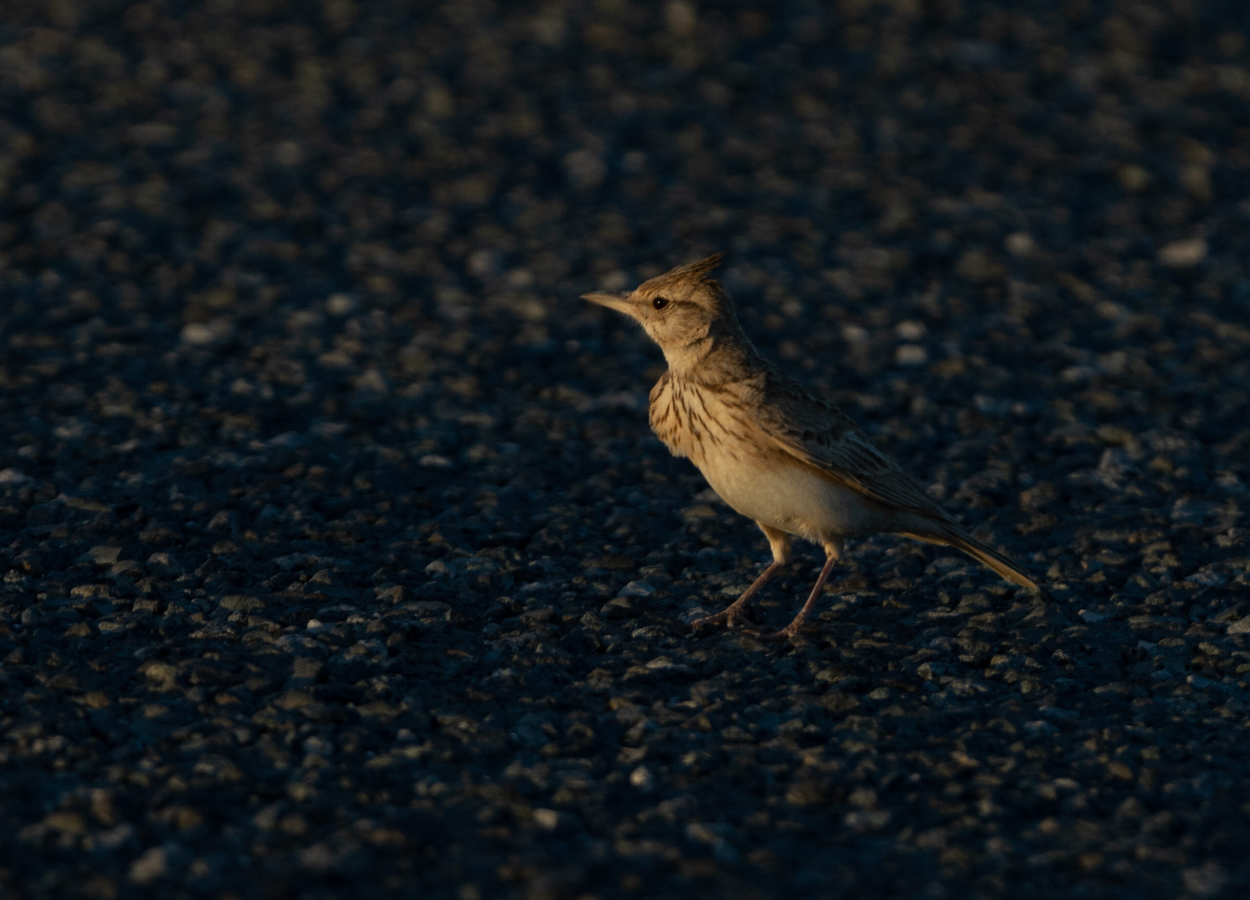 Maghreb Lark (image by Simon Mitchell)
