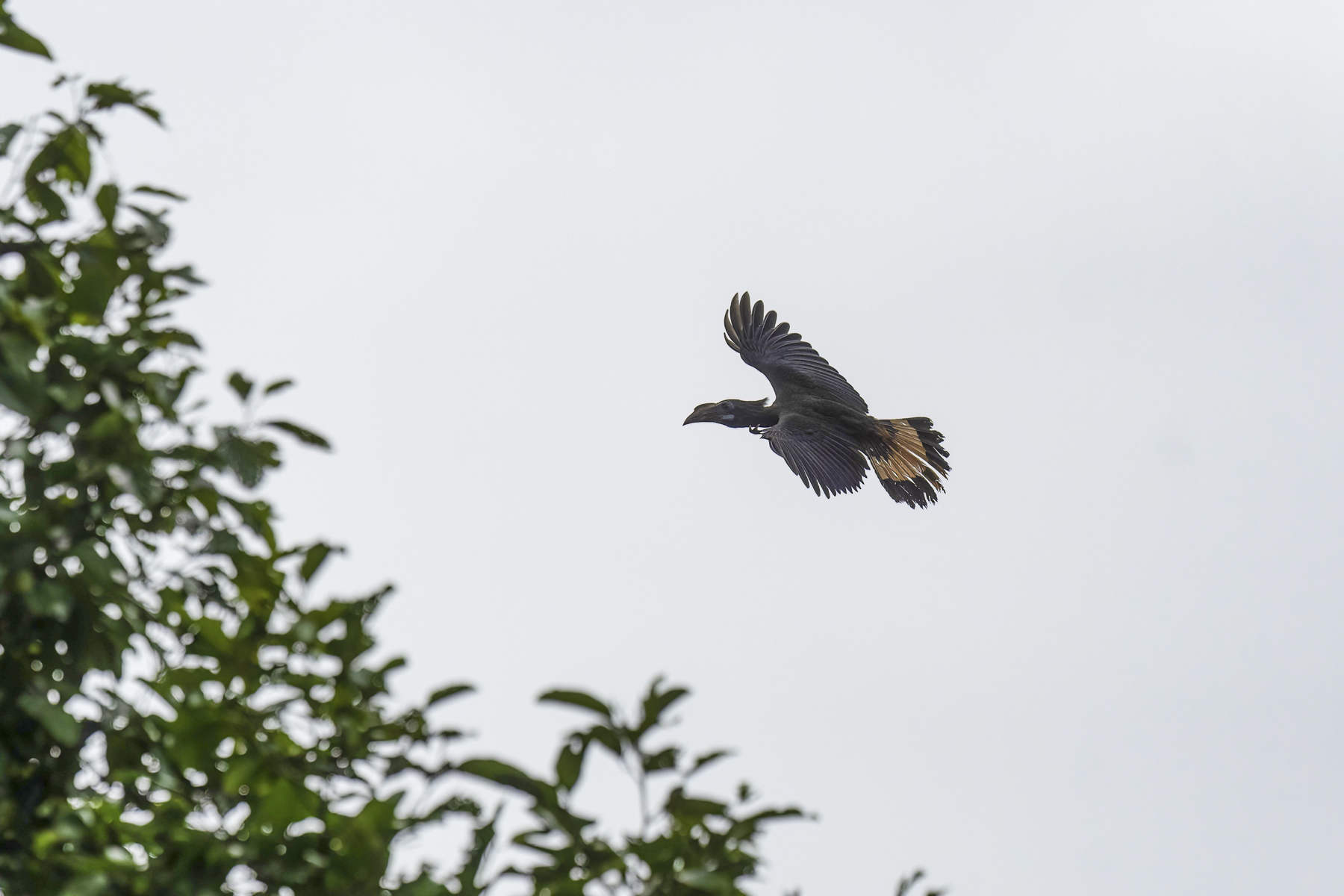 Mindanao Hornbill (image by Mark Beaman)