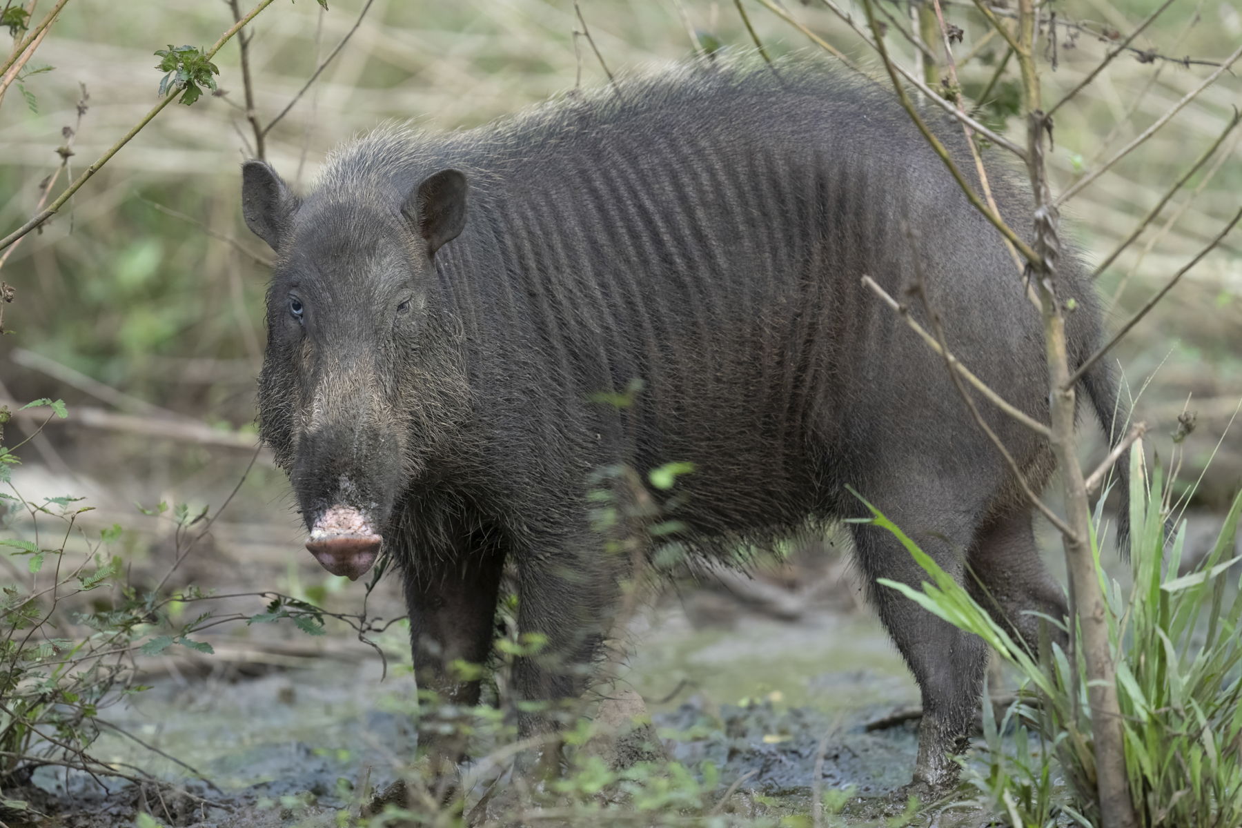 Palawan Bearded Pig (image by Mark Beaman)