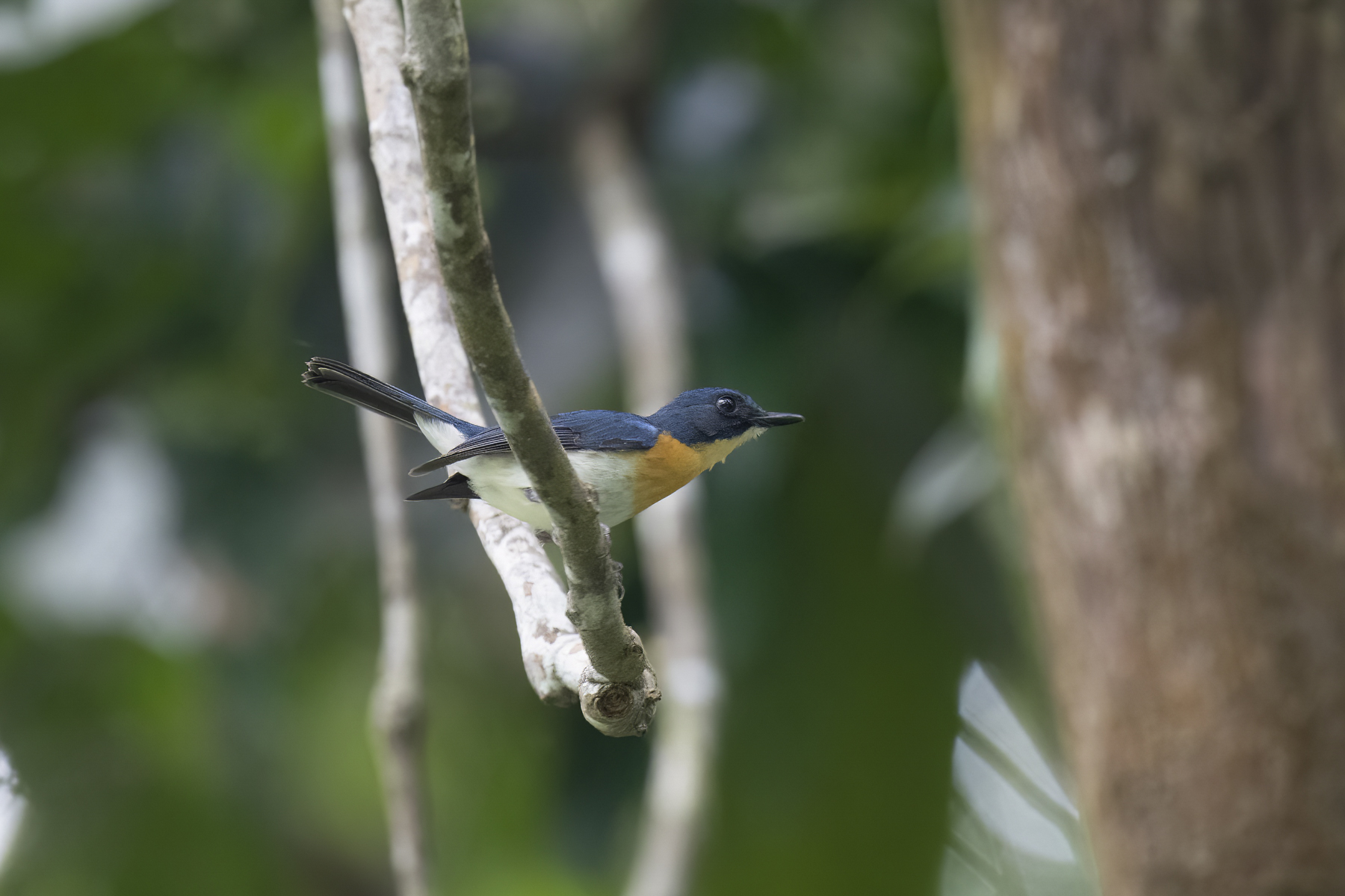 Philippine Blue Flycatcher (image by Mark Beaman)