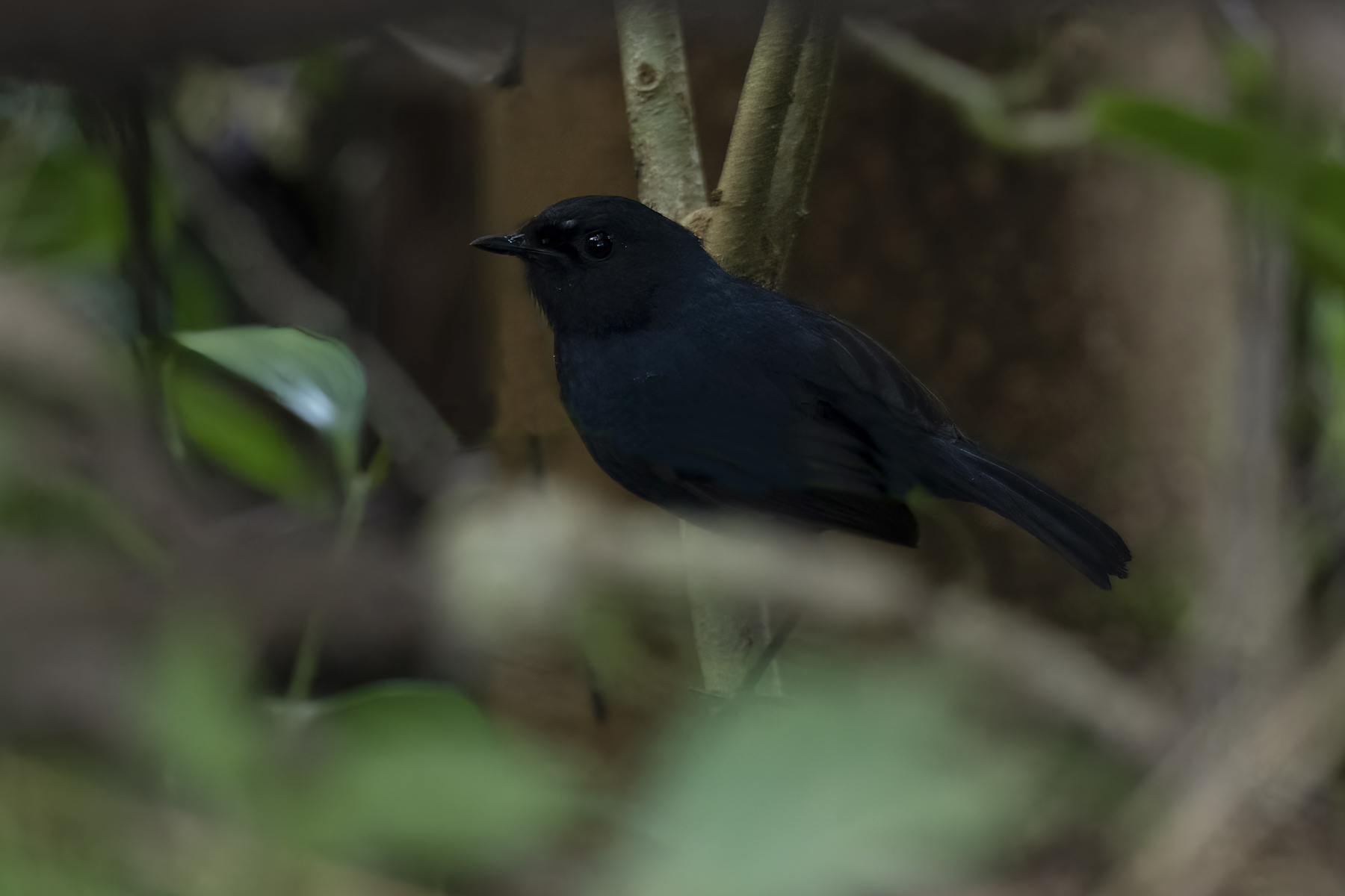Philippine Shortwing (image by Mark Beaman)