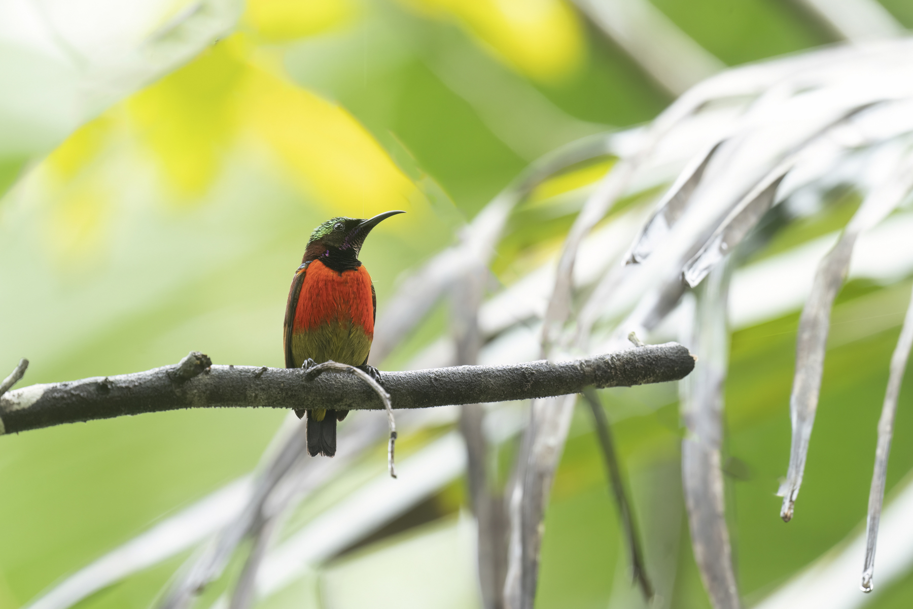 Purple-throated Sunbird (image by Mark Beaman)