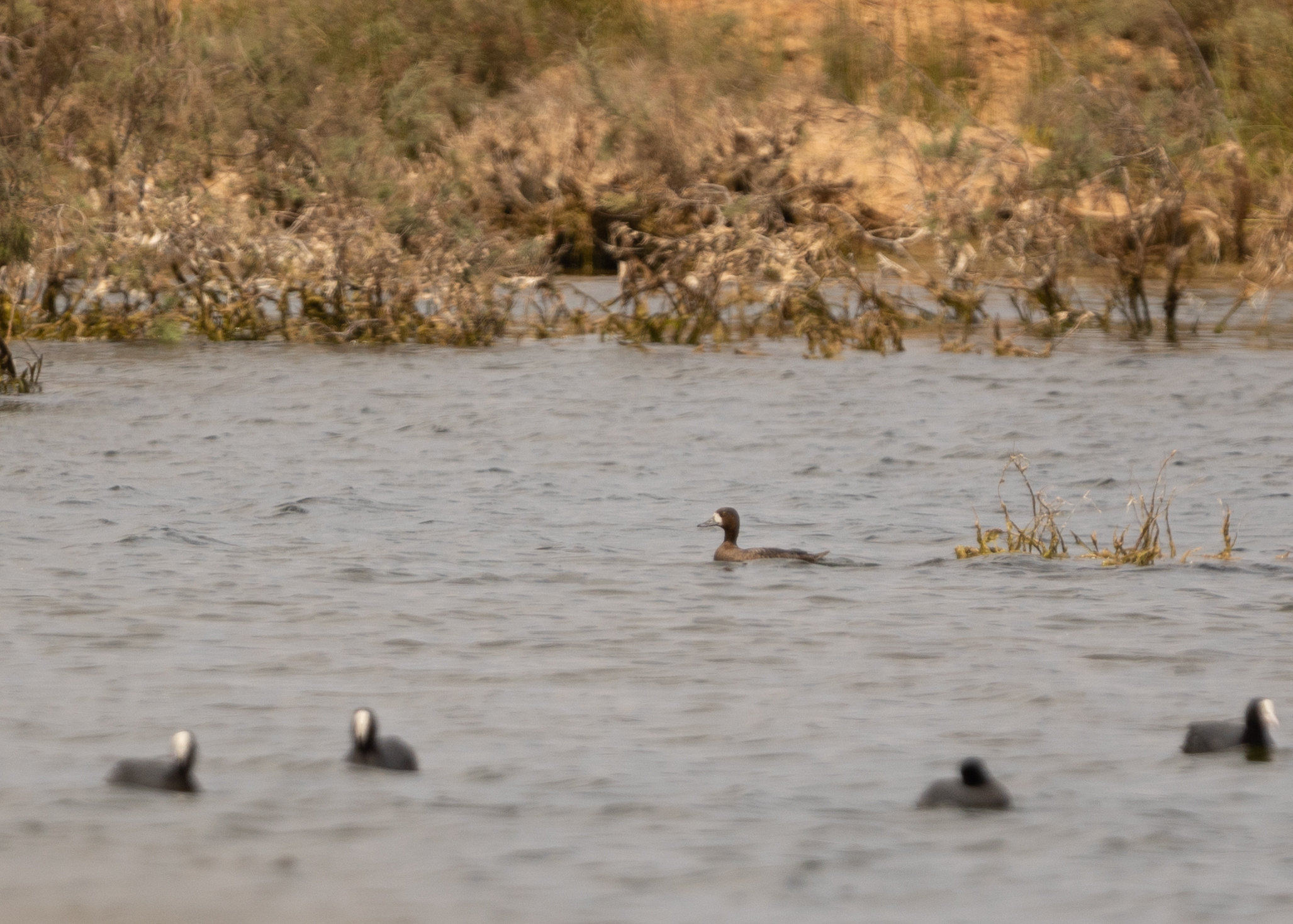 Lesser Scaup (image by Simon Mitchell)