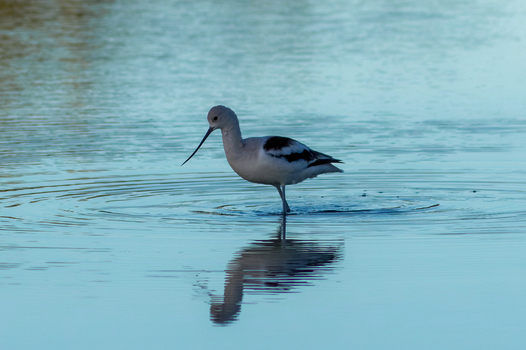 American Avocet (image by Leo Garrigues)