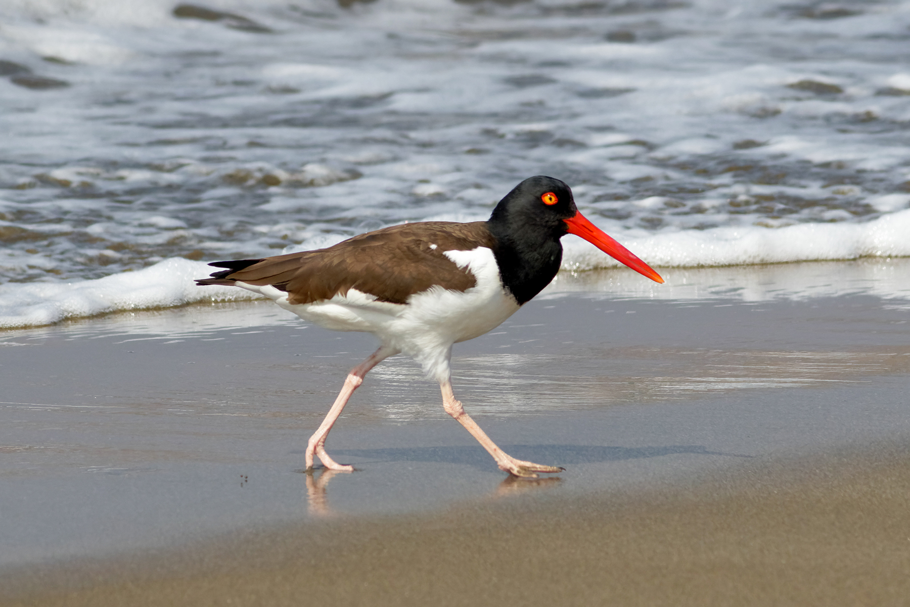 American Oystercatcher (image by Leo Garrigues)