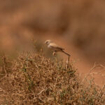 African Desert Warbler (image by Diedert Koppenol)