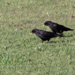 Alpine Choughs (image by Diedert Koppenol)