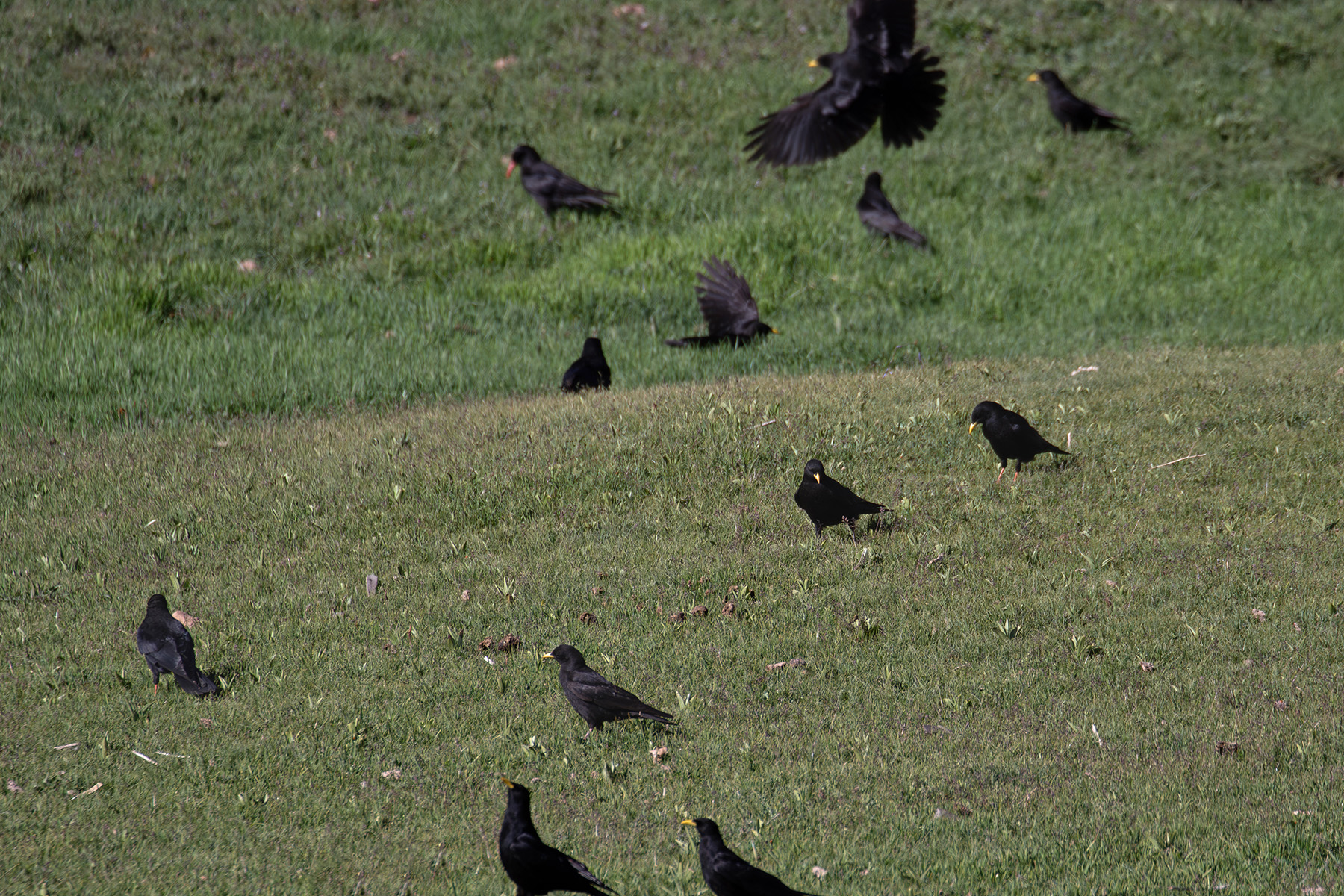 Alpine Choughs (image by Diedert Koppenol)